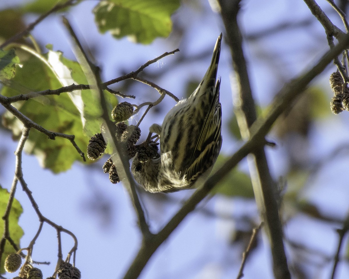 Pine Siskin - ML644412244