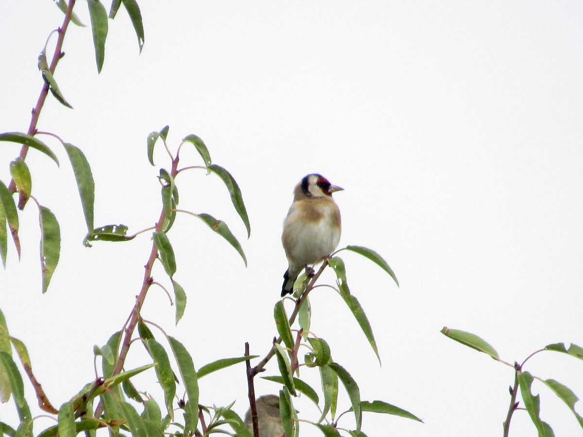 Бор бужирга - ML644412245