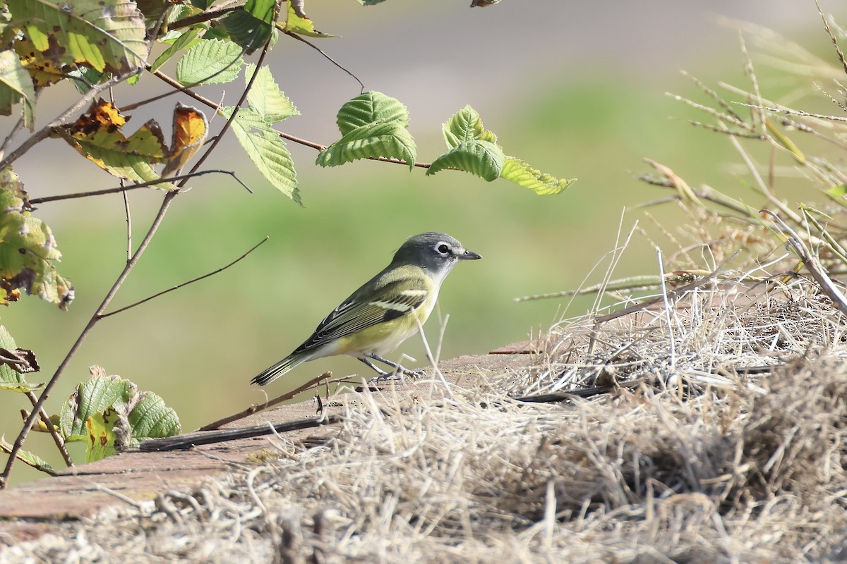 Blue-headed Vireo - ML644412246