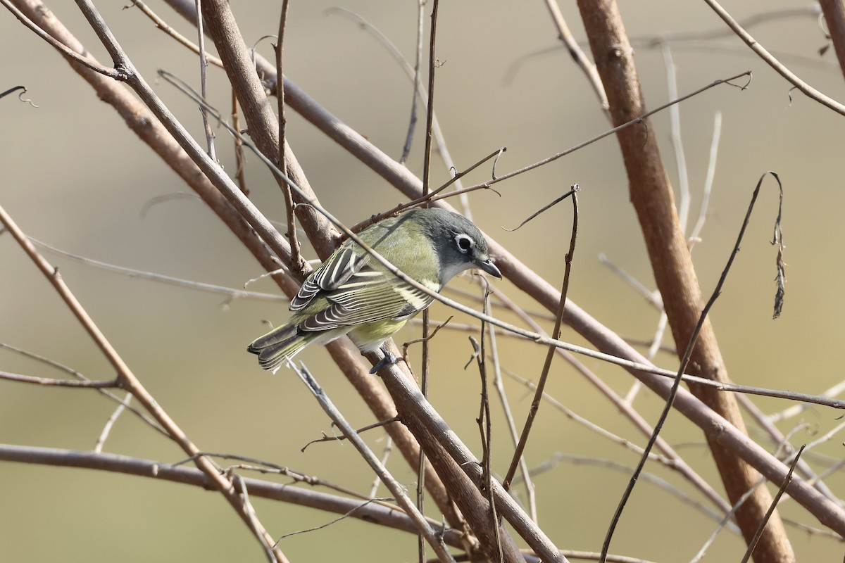 Blue-headed Vireo - ML644412247
