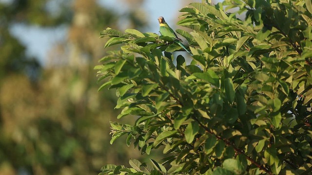 plommehodeparakitt - ML644412248