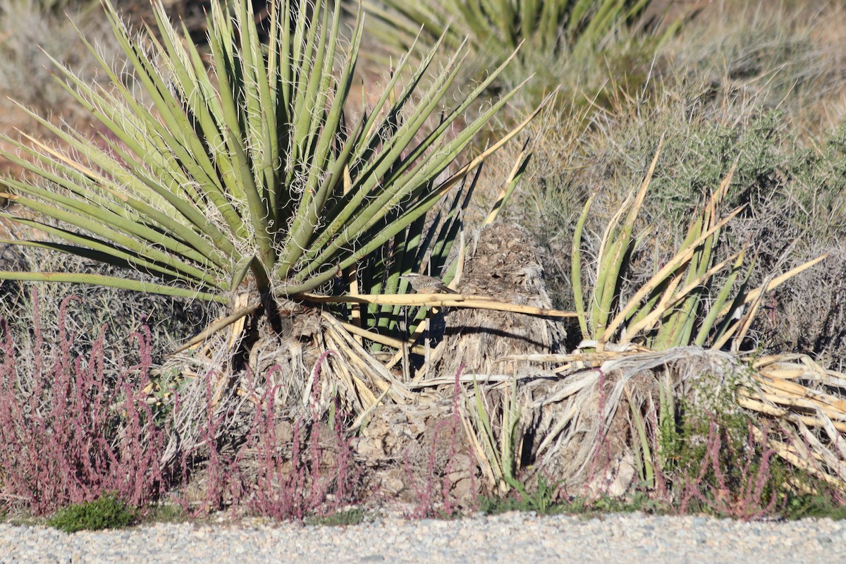 Kaktüs Çıtkuşu - ML644412249