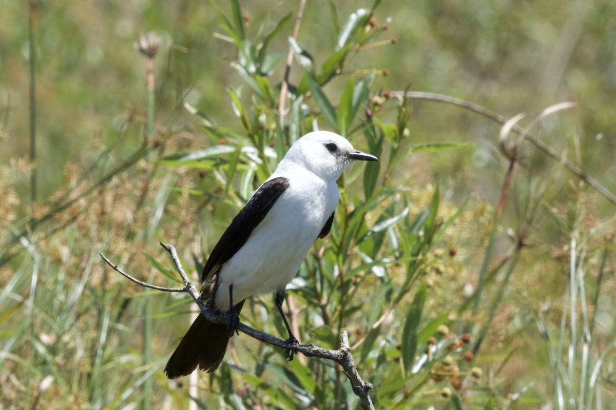 Black-and-white Monjita - ML644412251