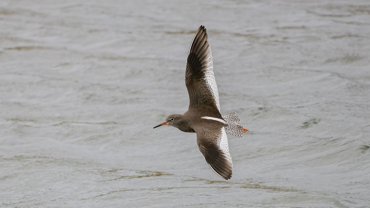Common Redshank - ML644412253