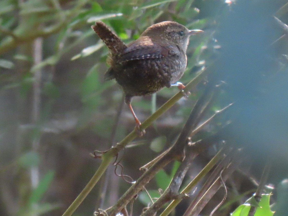 střízlík kanadský - ML644412254