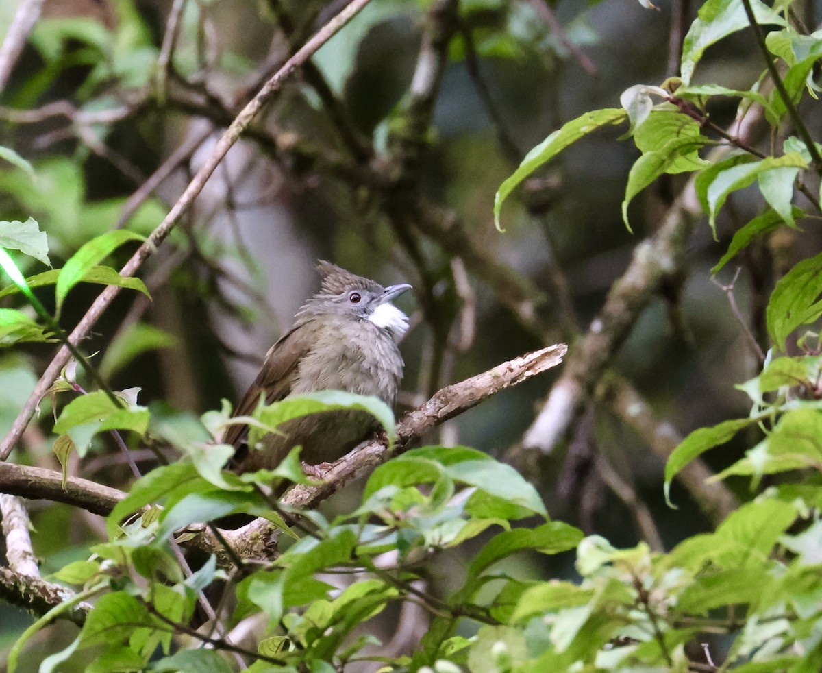 Penan Bulbul - ML644412255