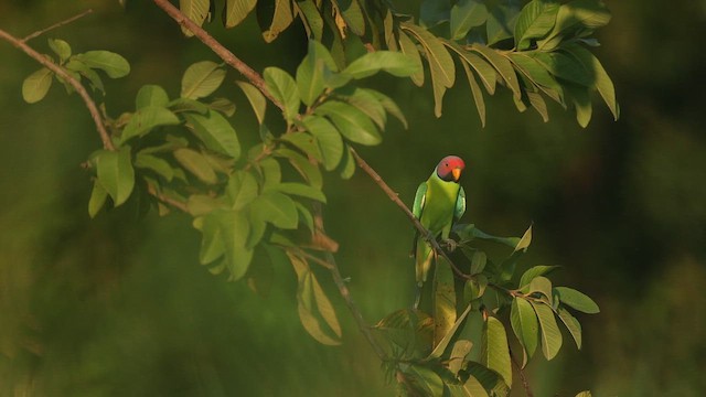 plommehodeparakitt - ML644412257