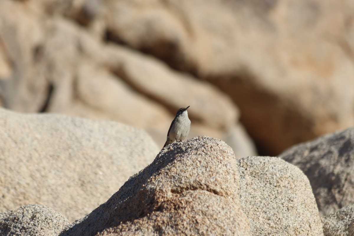 Kaya Çıtkuşu - ML644412258