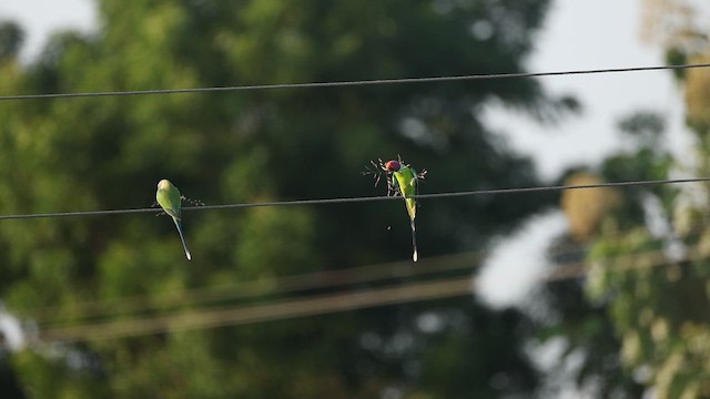 plommehodeparakitt - ML644412260