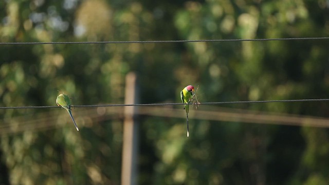 plommehodeparakitt - ML644412262