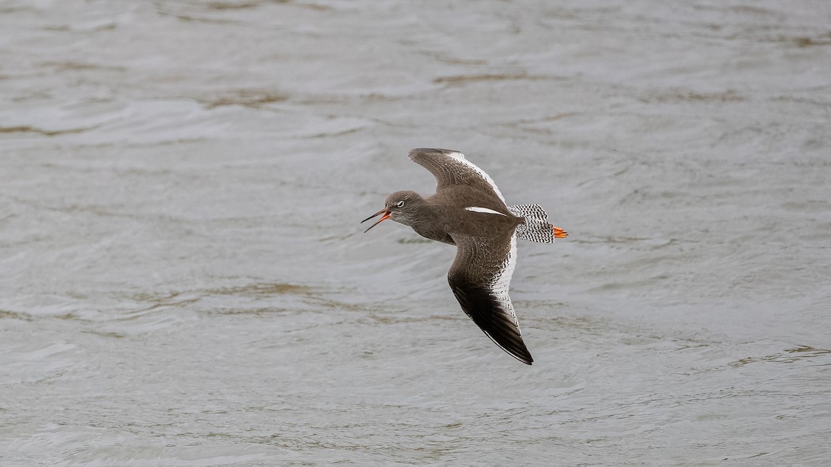 Common Redshank - ML644412263