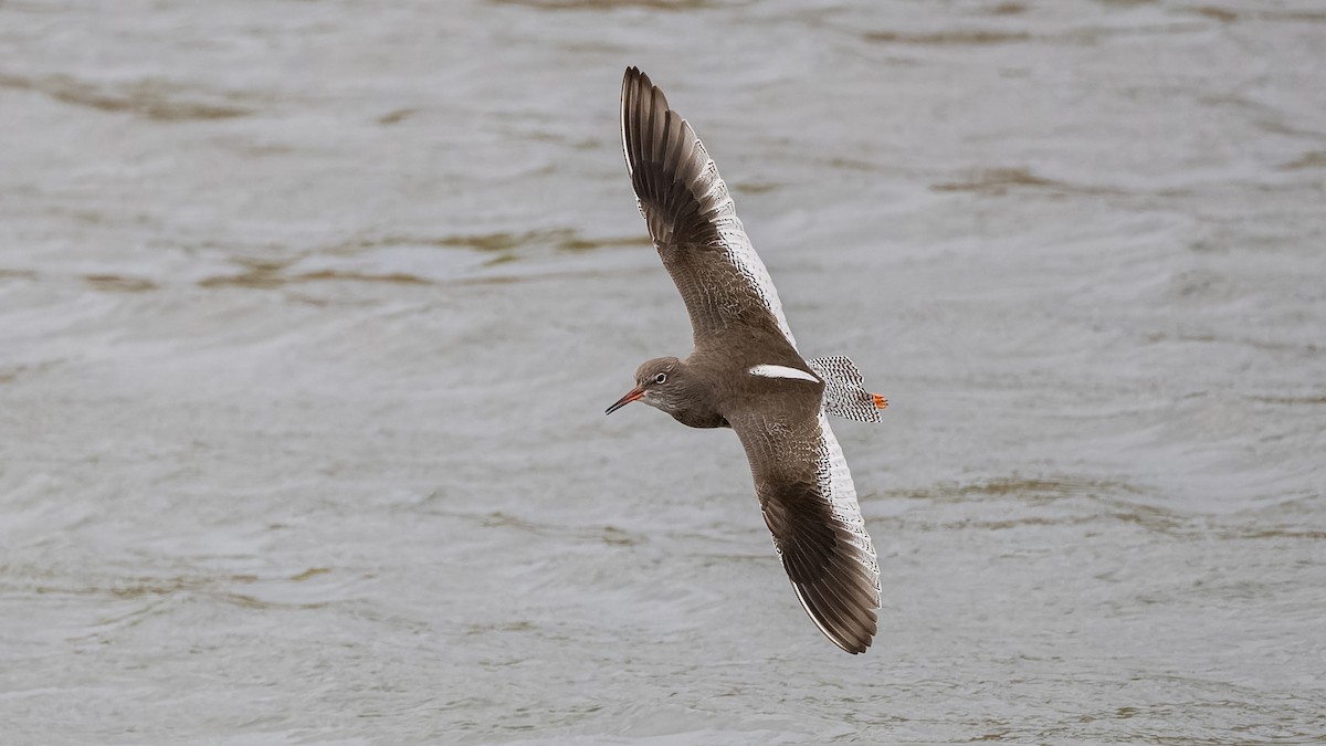 Common Redshank - ML644412273