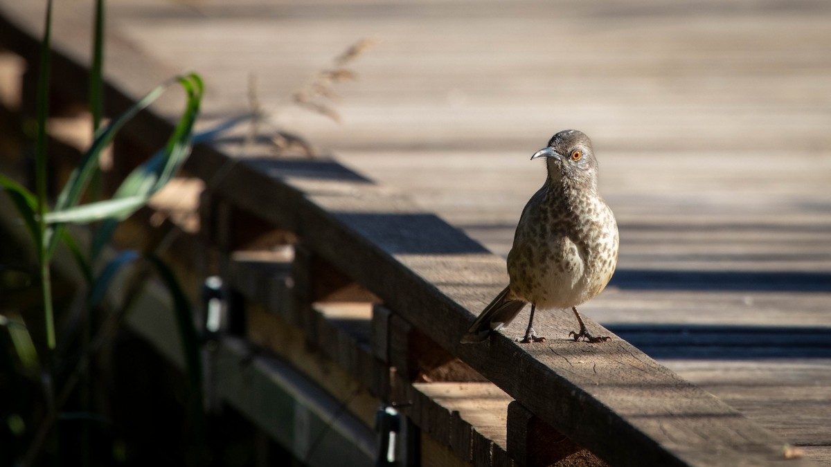 Curve-billed Thrasher - ML644412276