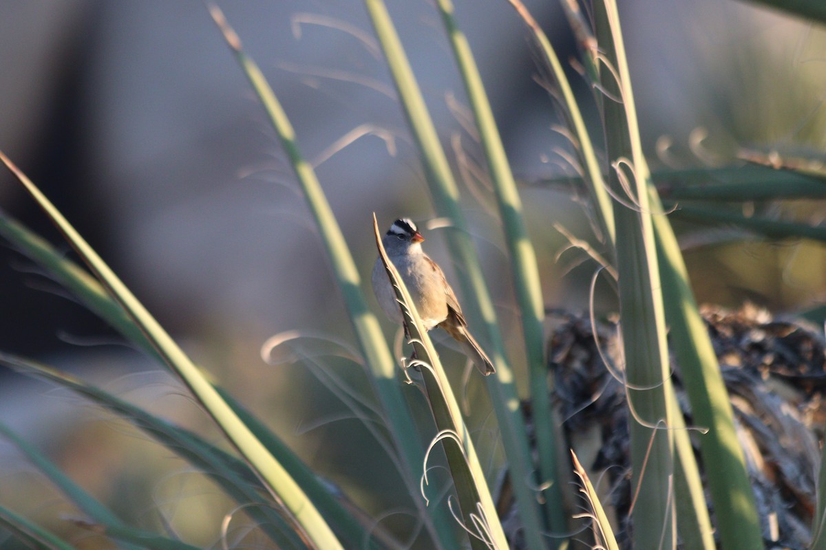 Белобровая овсянка - ML644412279