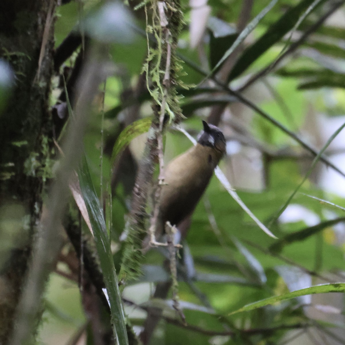 Gray-throated Babbler - ML644412296