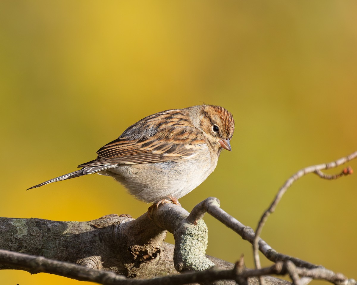 Chipping Sparrow - ML644412297