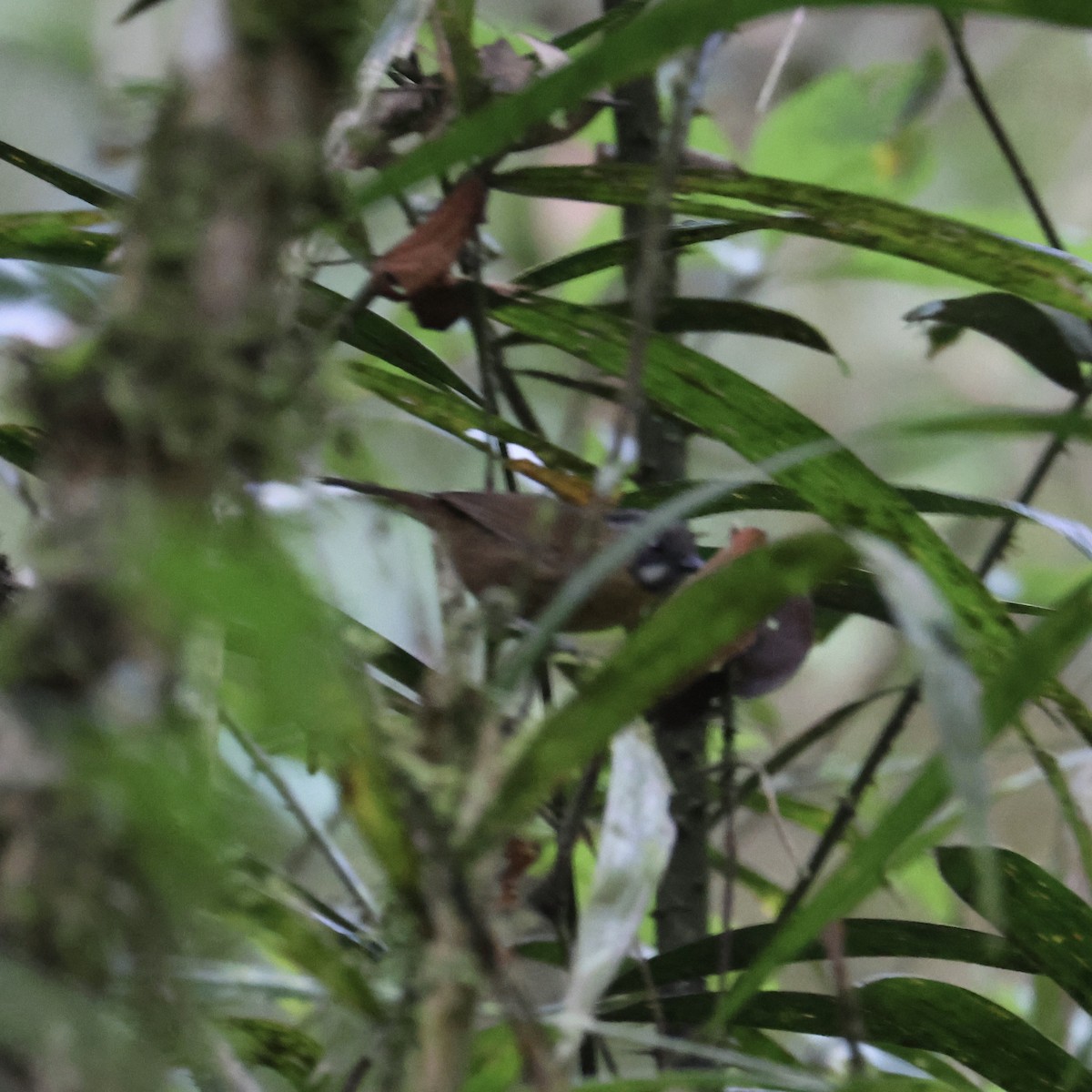 Gray-throated Babbler - ML644412305