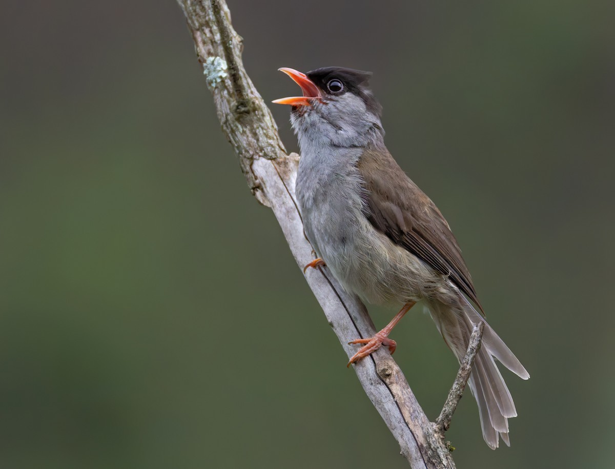 Kappengrasmücke - ML644412306