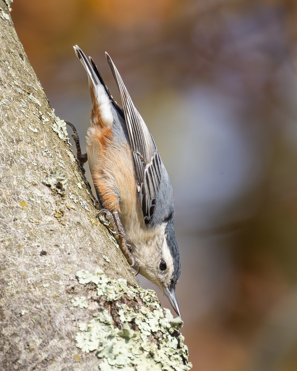 White-breasted Nuthatch - ML644412307
