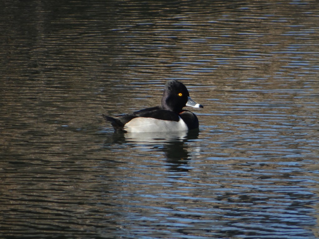Ring-necked Duck - ML644412320