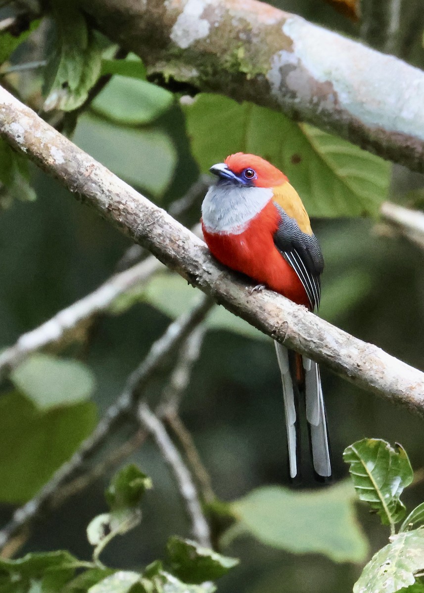 Whitehead's Trogon - ML644412324