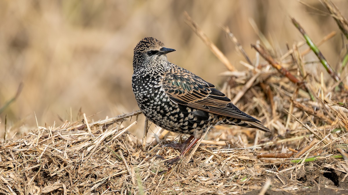 European Starling - ML644412334