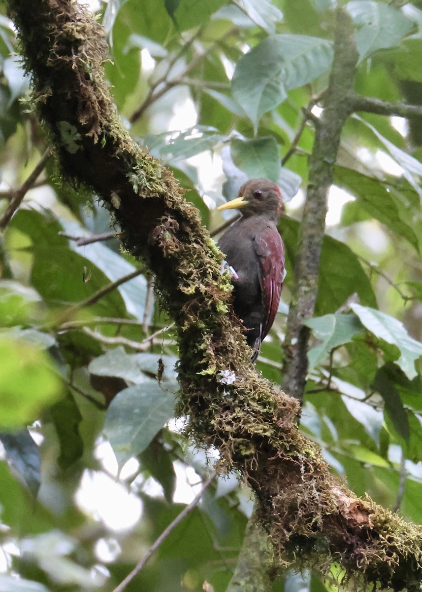Maroon Woodpecker - ML644412336