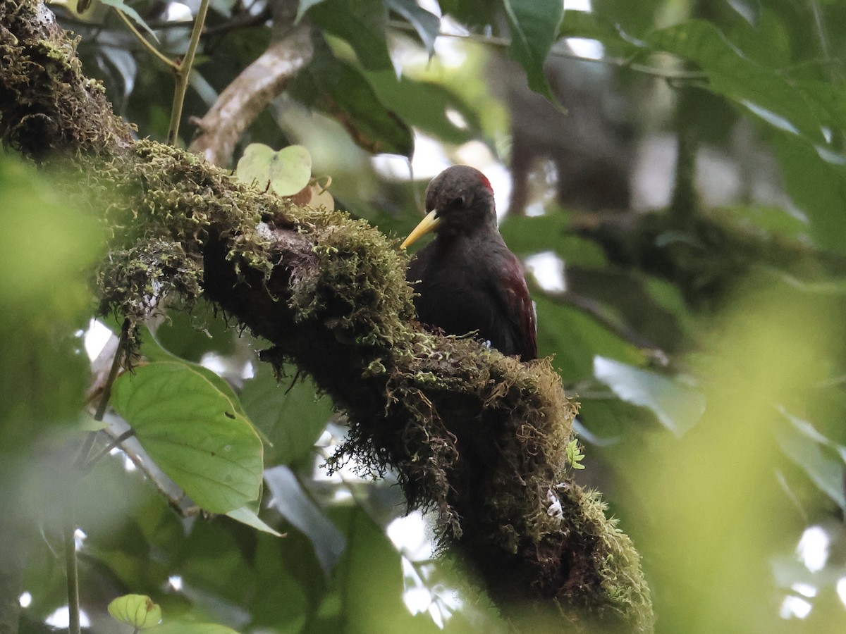 Maroon Woodpecker - ML644412341