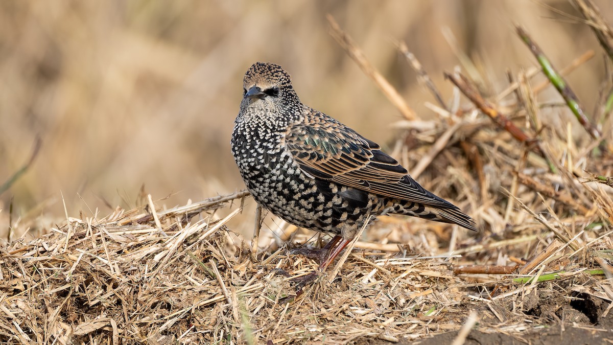 European Starling - ML644412350