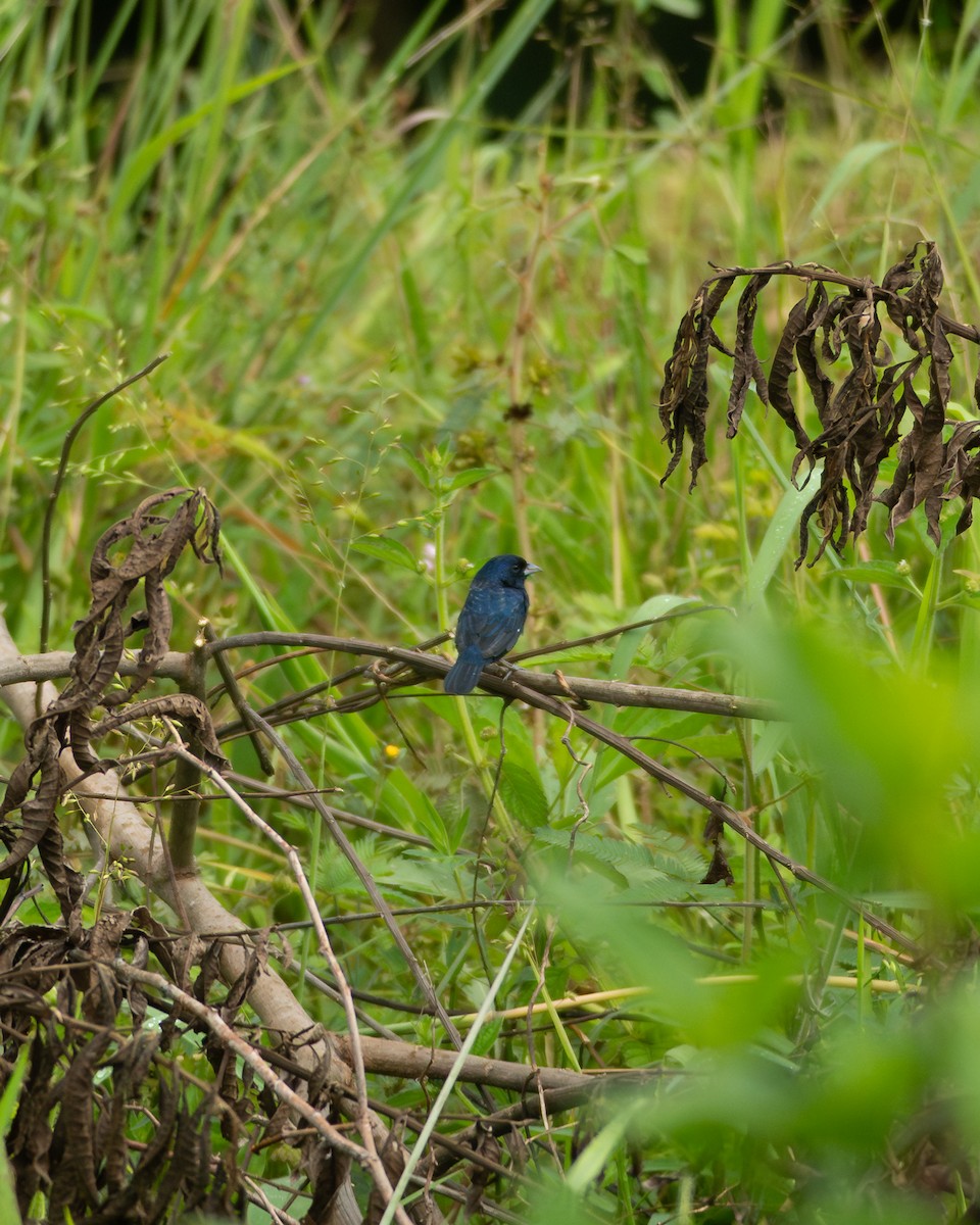 Blue-black Grassquit - ML644412351
