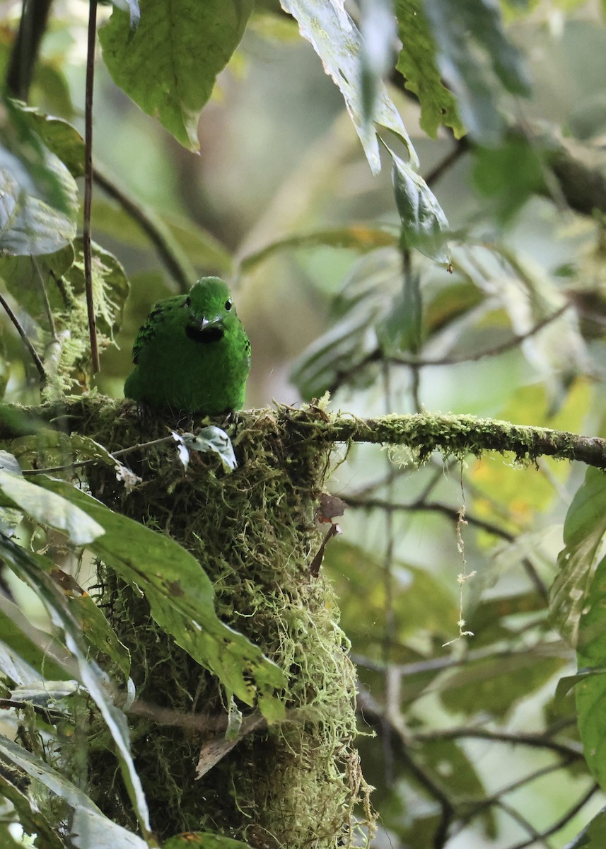 Eurylaime de Whitehead - ML644412357