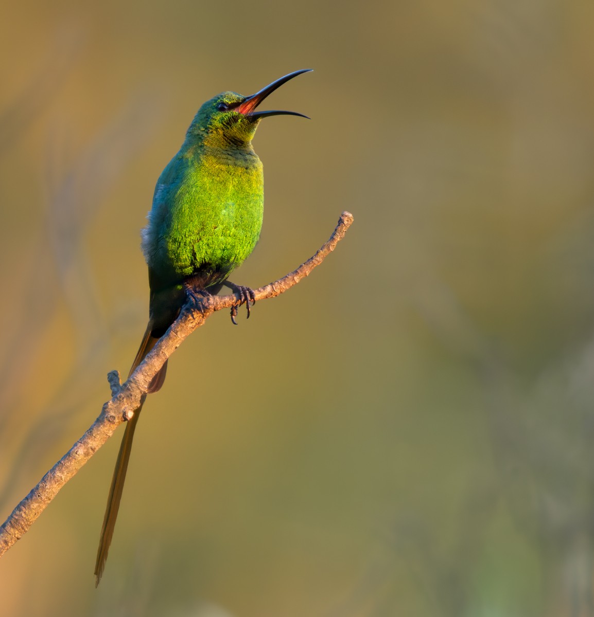 Malachite Sunbird - ML644412366