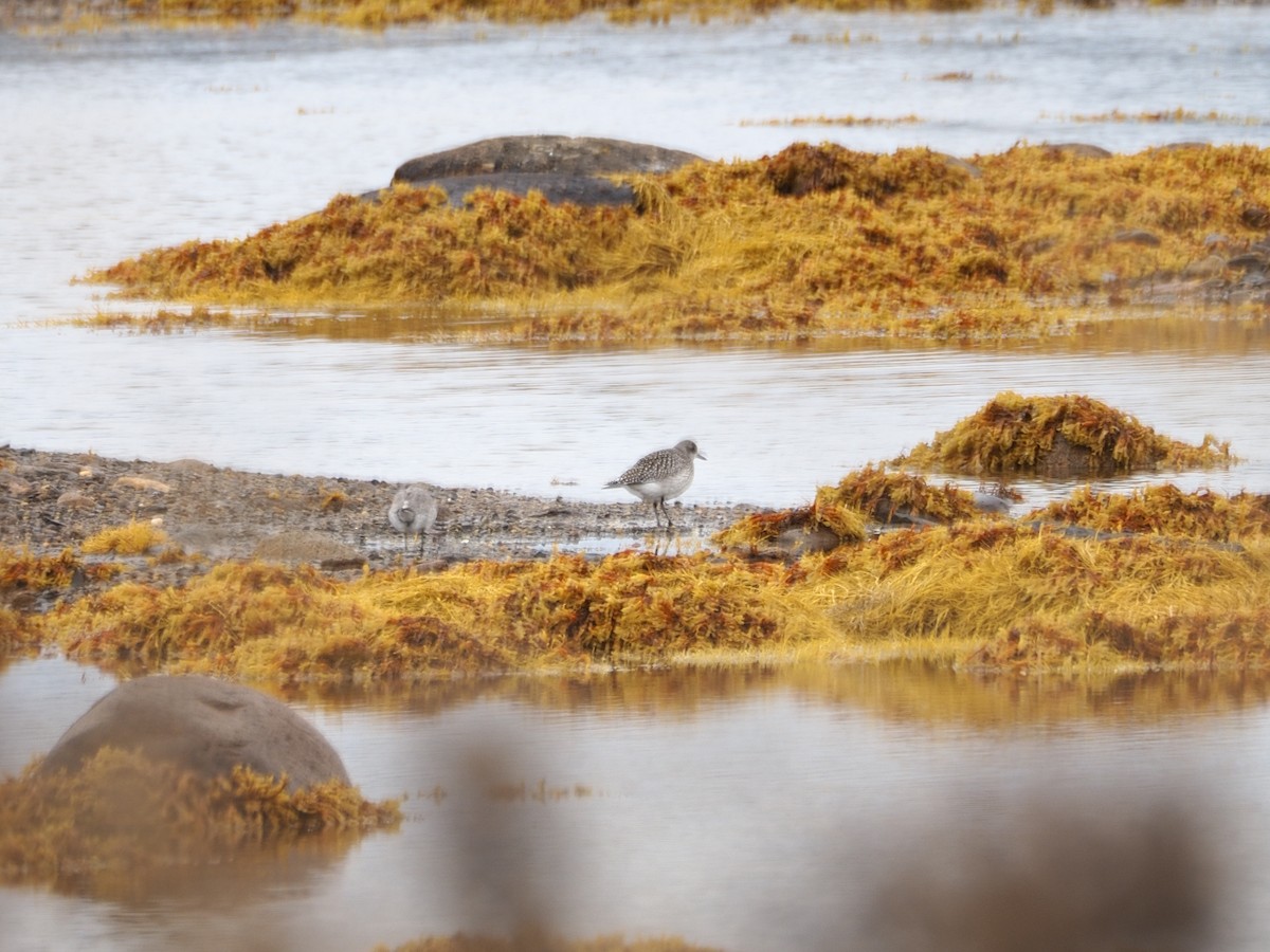 Pivieressa - ML644412375