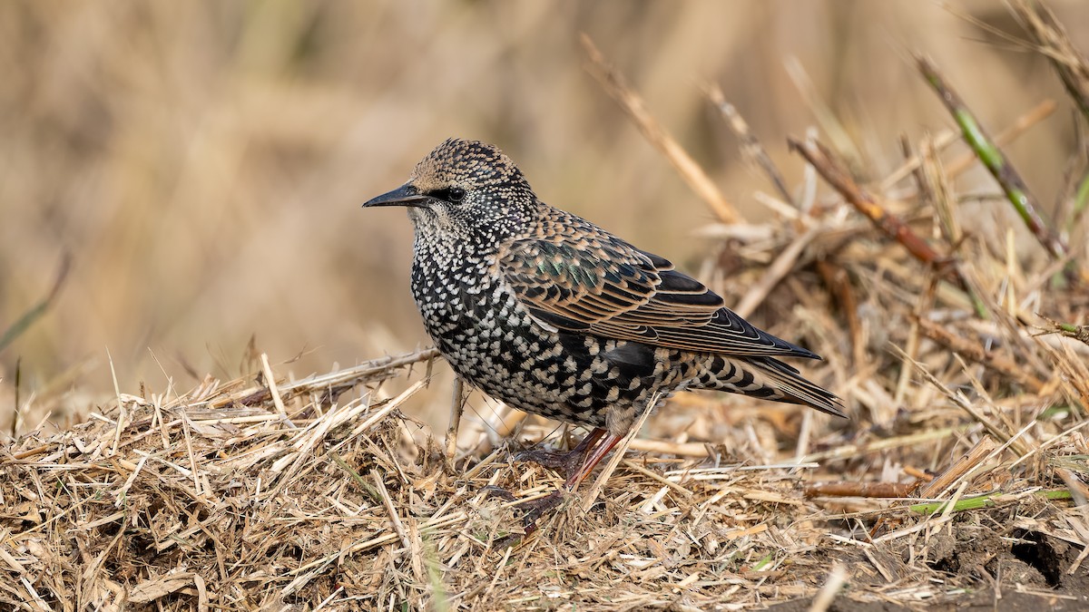 European Starling - ML644412380
