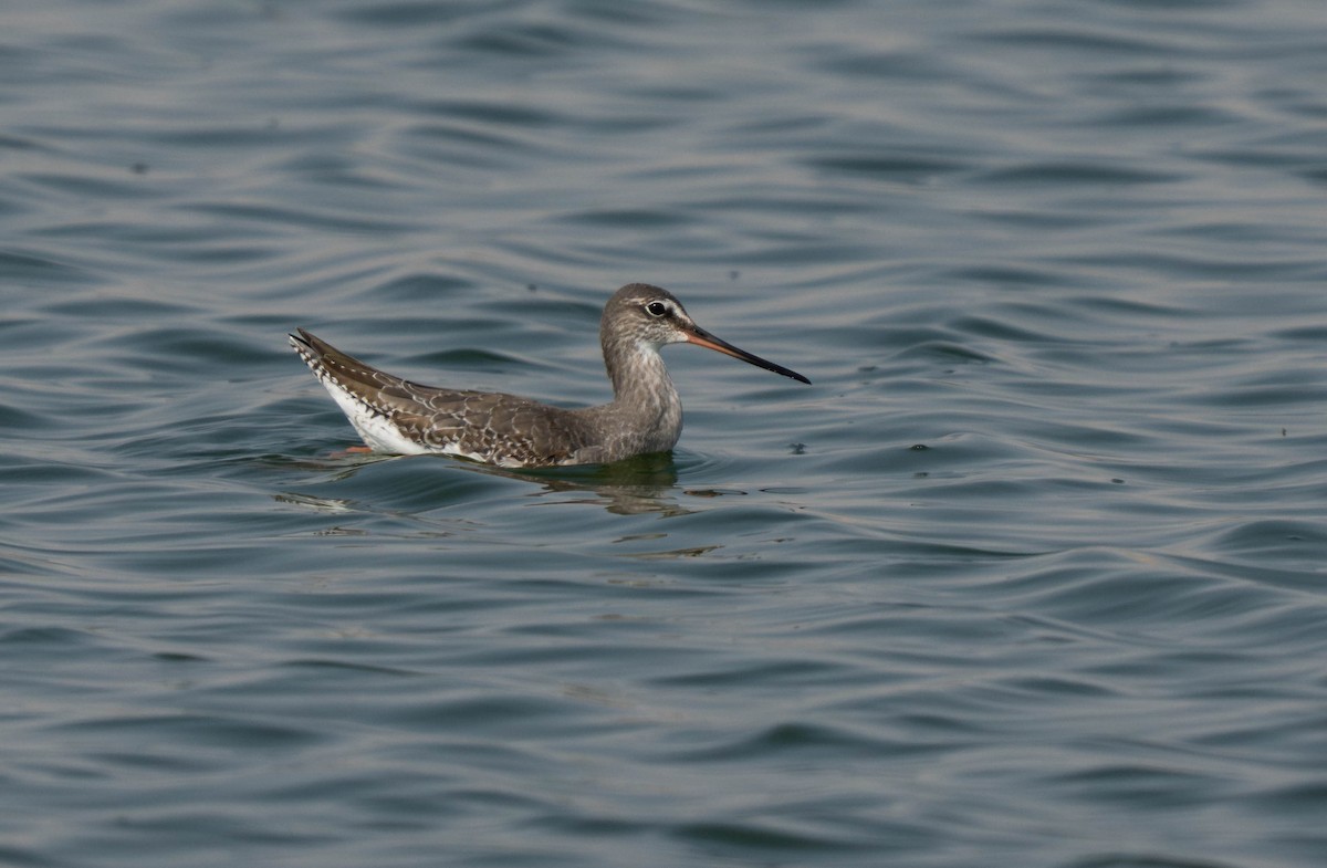 Spotted Redshank - ML644412399