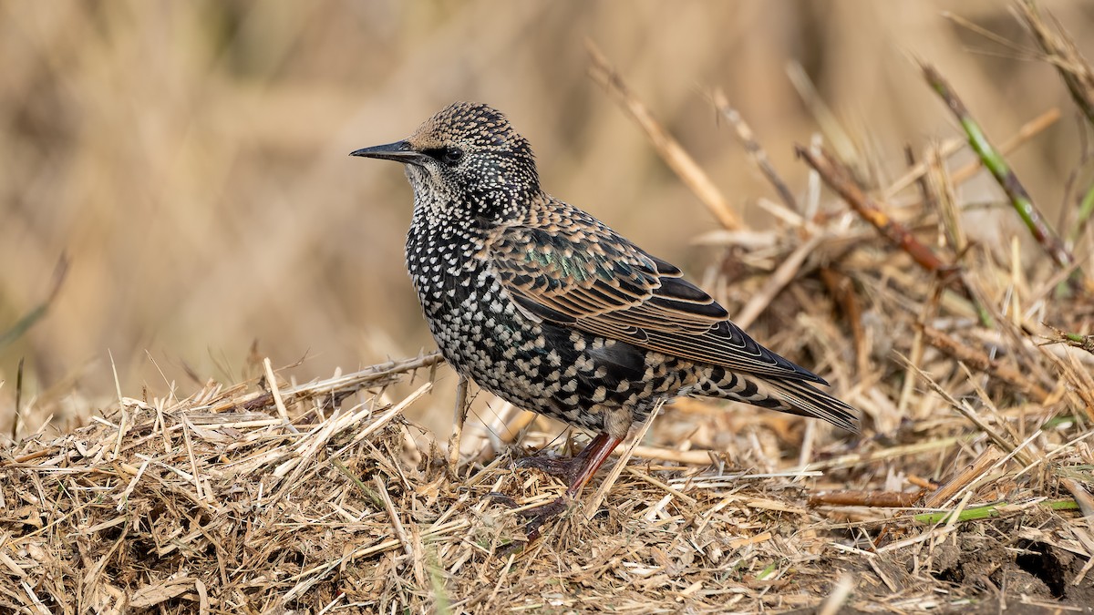 European Starling - ML644412411