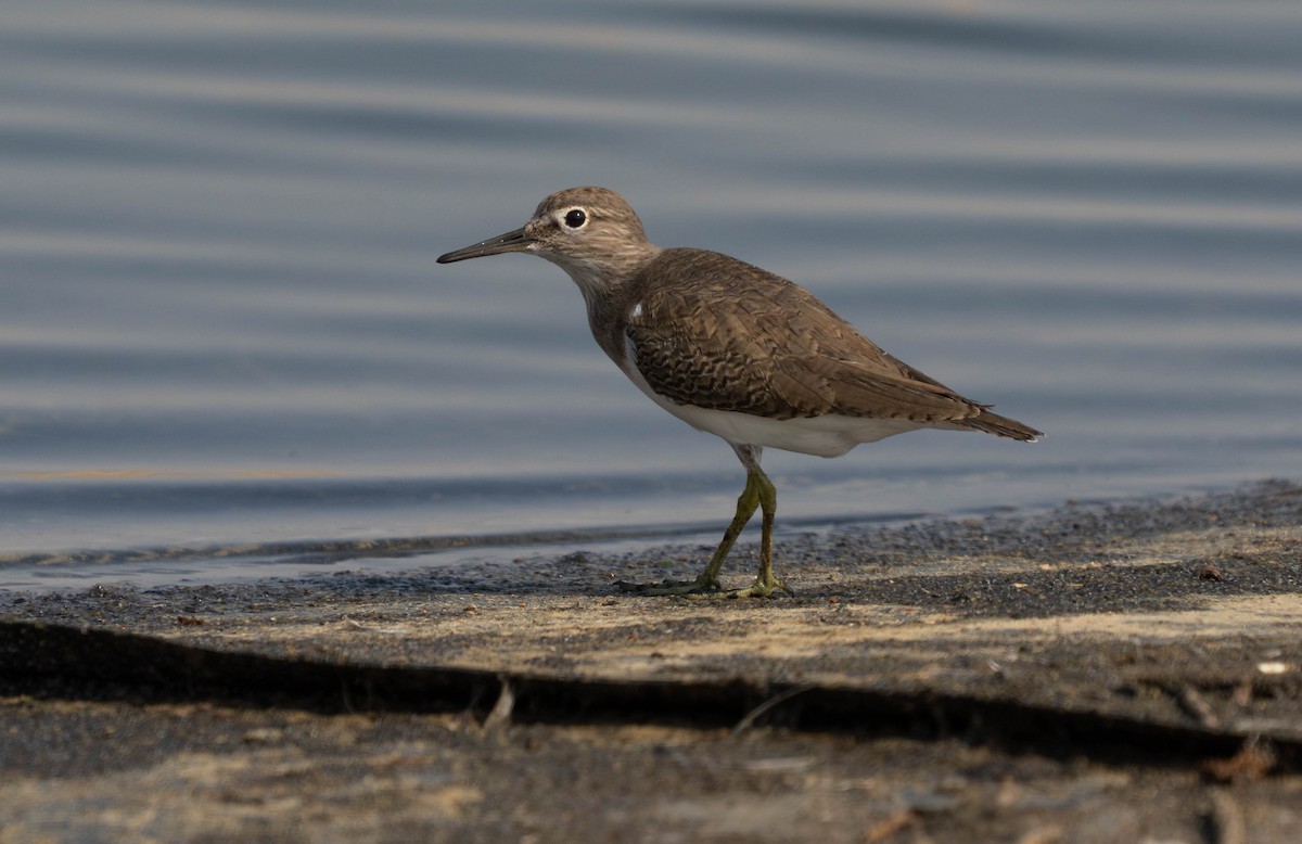 Common Sandpiper - ML644412422
