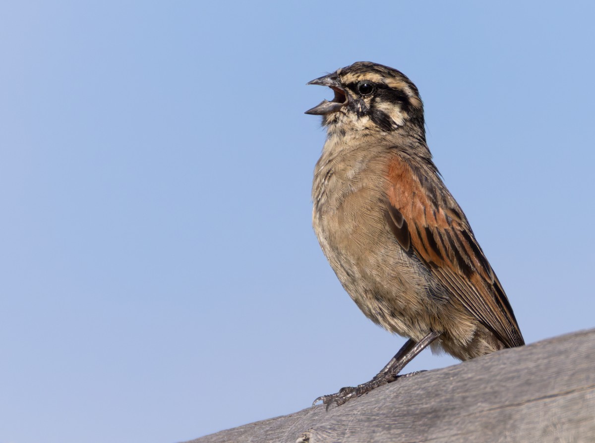 Cape Bunting - ML644412440