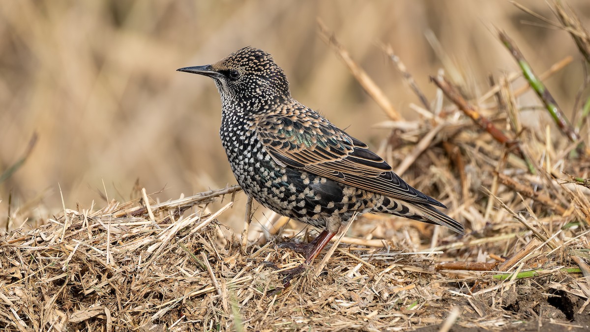 European Starling - ML644412445