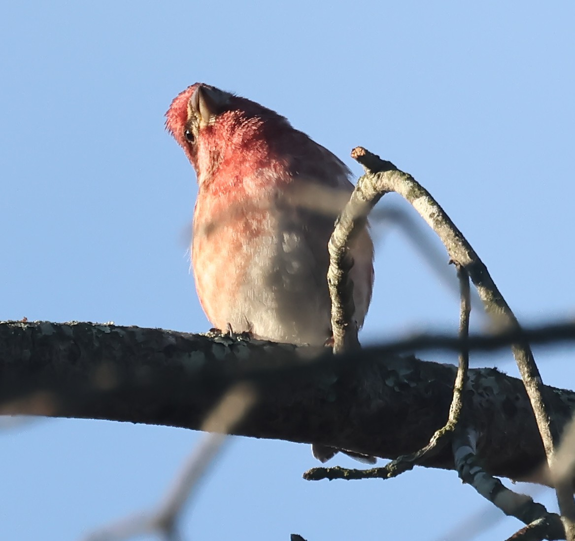 Purple Finch - ML644412446