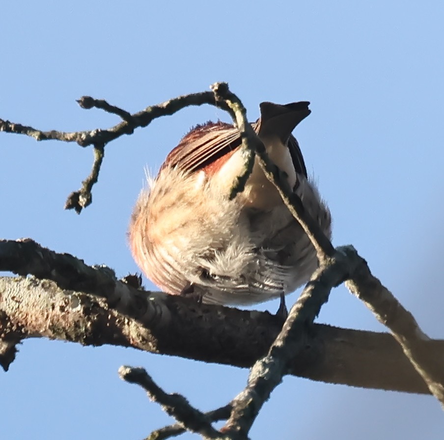 Purple Finch - ML644412447