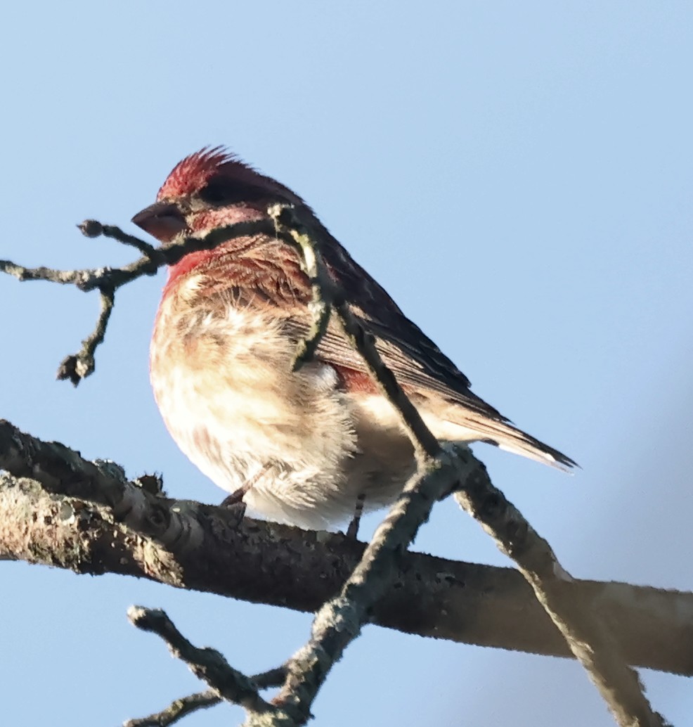 Purple Finch - ML644412448