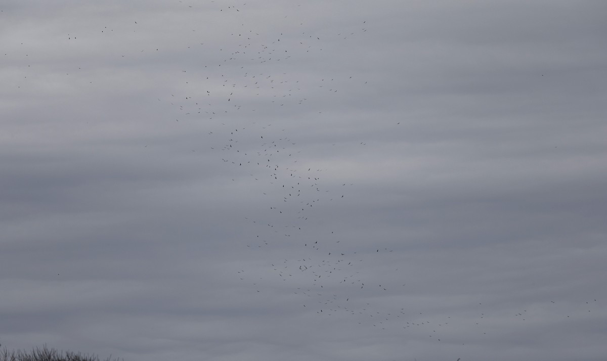 Turkey Vulture (Northern) - ML644412451