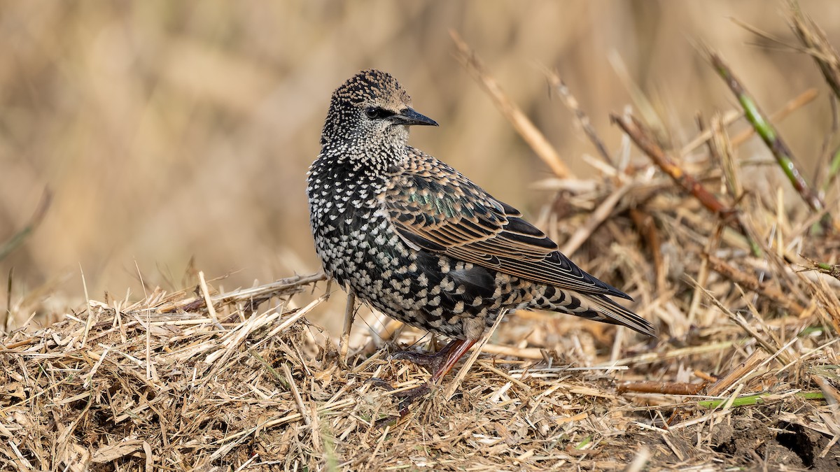 European Starling - ML644412461