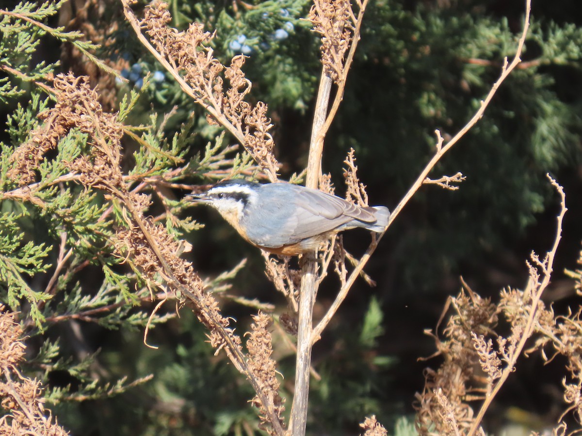 Red-breasted Nuthatch - ML644412469