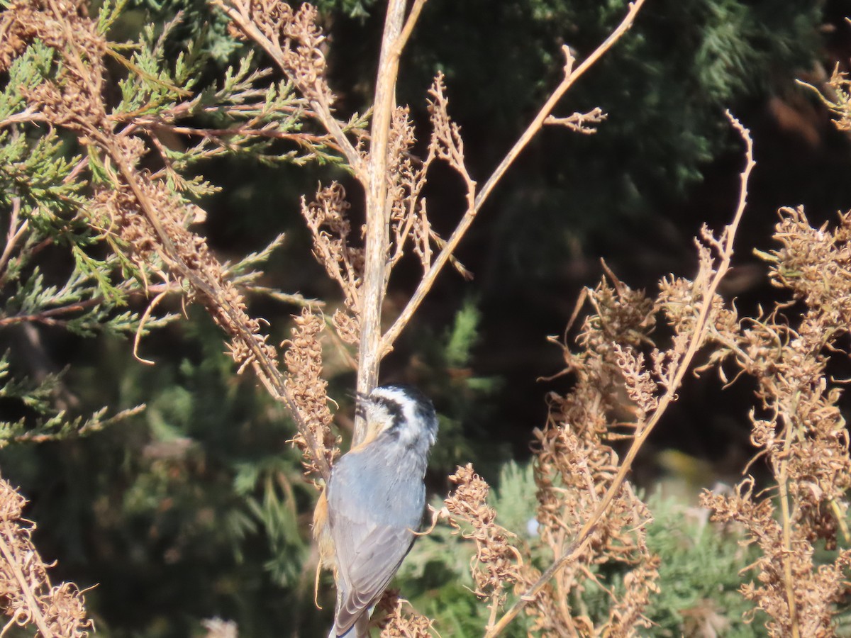 Red-breasted Nuthatch - ML644412470