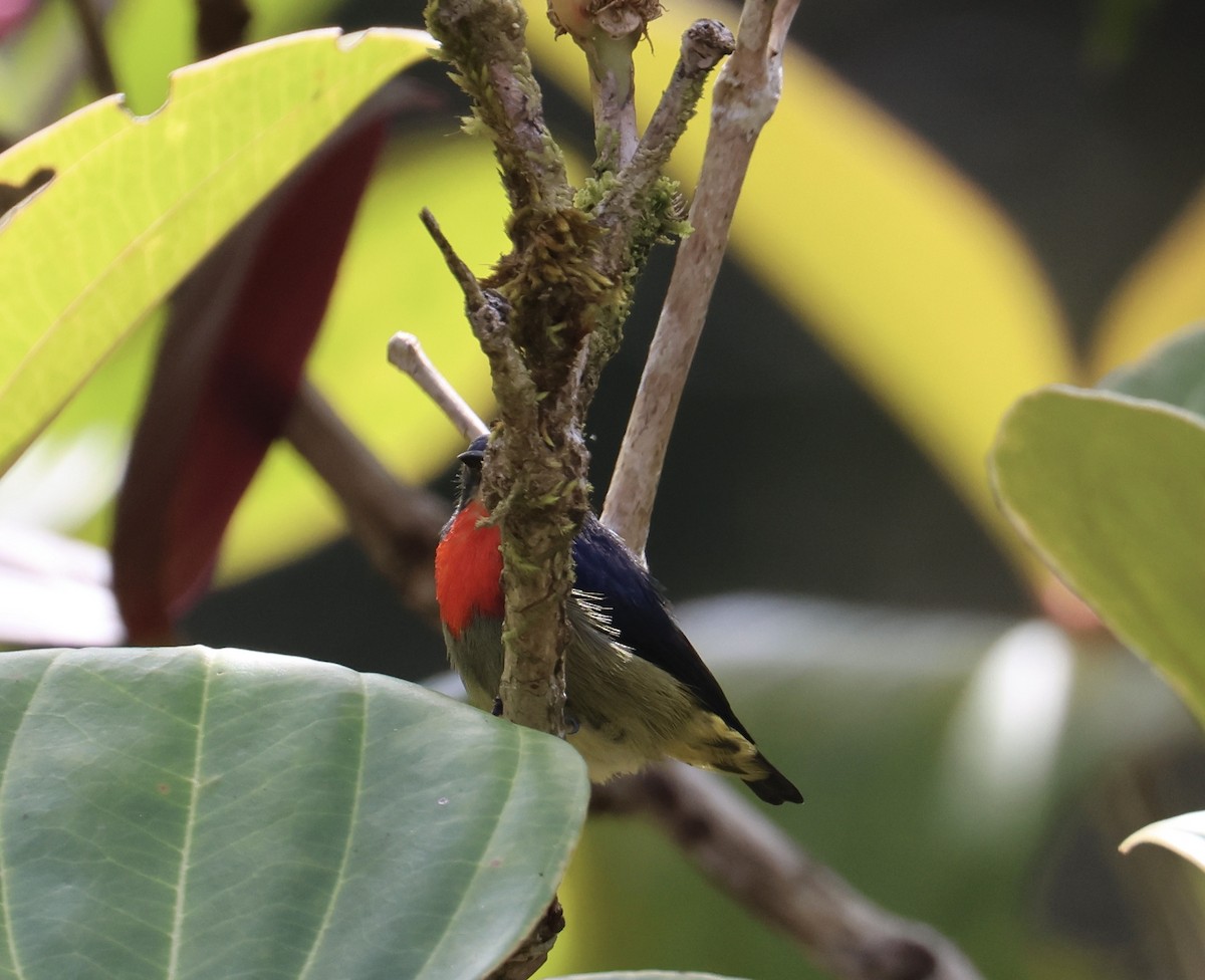 Black-sided Flowerpecker - ML644412471