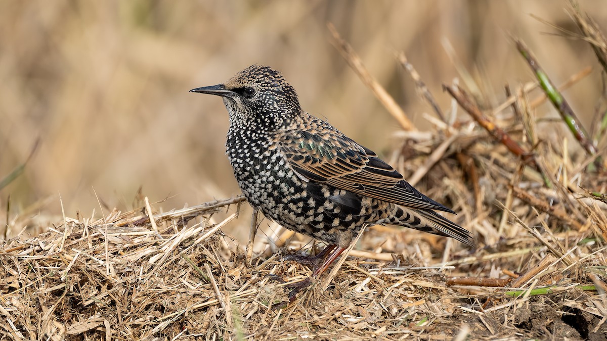 European Starling - ML644412473
