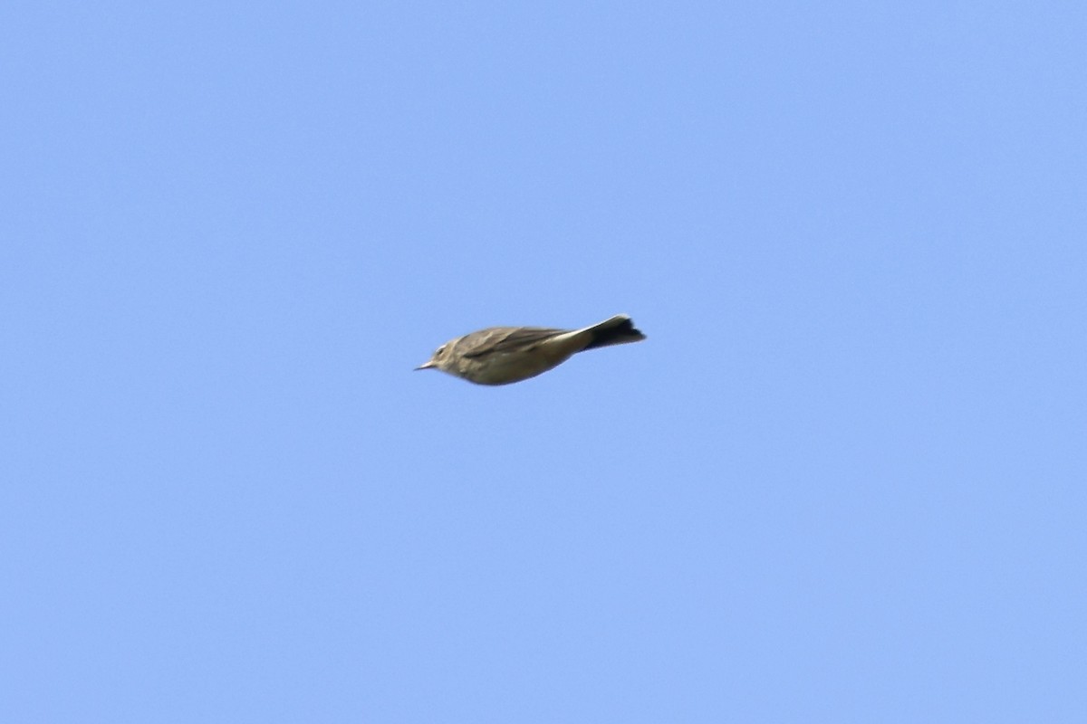 American Pipit - ML644412478