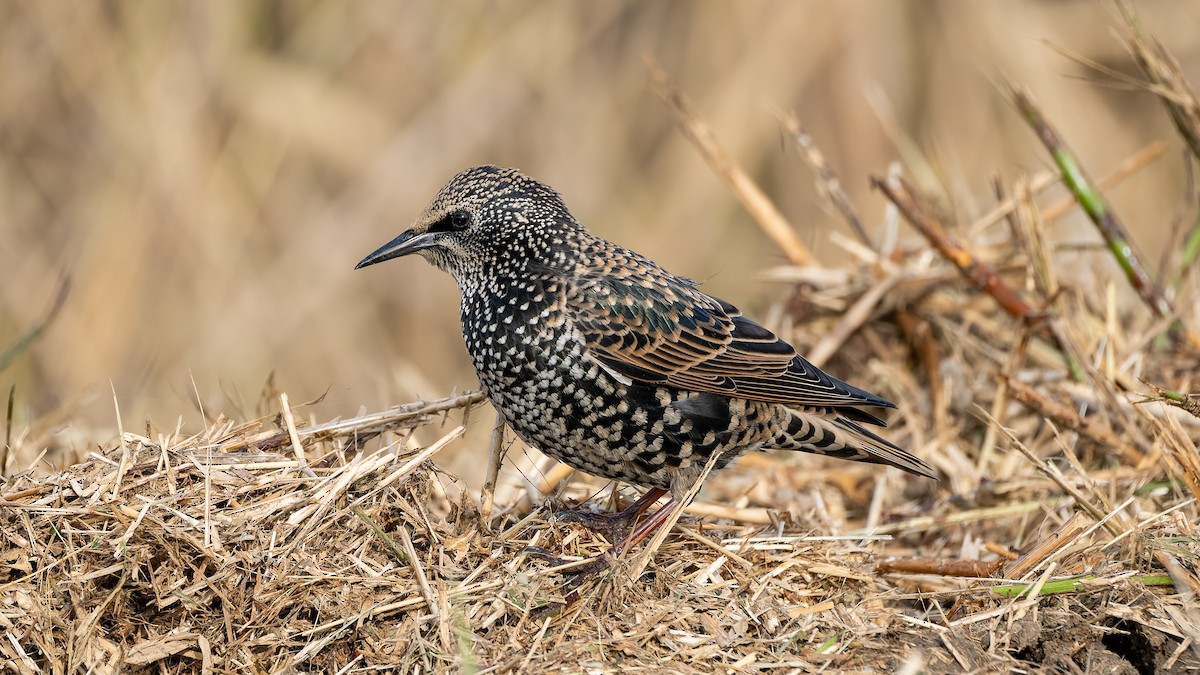 European Starling - ML644412491